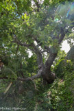 Valsaintes. <br> Chêne remarquable, dont les racines plongent dans une anfractuosité du rocher.