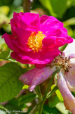 Valsaintes. <br> c'est le rosier de France (Rosa gallica) qui eut la plus grande place dans la pharmacopée par l'intermédiaire de sa variété 'officinalis'. Les roses européennes du Moyen-âge à la fin du XVIIIe siècle, des centaines de roses nouvelles vont apparaître. Regroupées en famille selon leurs caractéristiques communes, elles reçoivent les noms de galliques, albas, centifolias, mousseuses ou damas.
Elles ne fleurissent généralement qu'une fois par an mais leur floraison printanière est remarquable par le nombre de fleurs et la richesse des coloris.