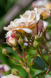 Valsaintes. <br> Sans que l'on sache exactement comment (peut- être avec les caravanes de la Route de la Soie), certaines variétés botaniques d'extrême orient furent introduites dans les jardins occidentaux et se mêlèrent aux variétés qui y prospéraient. C'est ainsi qu'apparurent vers le milieu du XVIIIe siècle, des roses qui présentaient des caractéristiques hybrides et qui surtout, refleurissaient après la floraison printanière