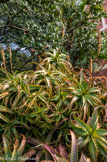 <center>Jardin Hanbury</center>Aloe arborescens. Afrique du sud.