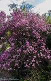 <center>Le jardin du val Rahmeh.</center>Magnolia : c’est la première fleur qui est apparue sur terre.