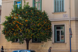 <center>Menton</center>Un bigaradier. L’orange a été cultivée en premier par les Portugais qui vont ensuite les répandre en Europe. C’est un hybride, au début il existait le cédrat, l’orange amère ou bigarade et le pamplemousse.