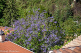 <center>Roquebrune-Cap-Martin.</center>Jacaranda ou flamboyant bleu.
