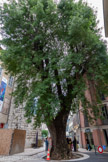 <center>Vence</center>Cet arbre majestueux, qui a obtenu le prix coup de cœur lors du concours de  