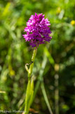 <center>Orchis</center>