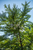 <center>Le Jardin des Fontaines Pétrifiante</center> Ginkgo biloba ou arbre aux quarante écus. Cet arbre préhistorique a survécu à la bombe d’Hiroshima. Quand il est agressé par une source de chaleur, des capsules situées sur ses feuilles libèrent un gaz captant l’oxygène. Cette absence d’oxygène éteint le feu. Le Ginkgo est un « pare-feu » naturel. Cet arbre possède des vertus médicinales. Ses feuilles contiennent des substances qui favorisent la circulation i et stimulent la mémoire.