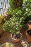 <center>Domaine d'Arnajon.</center> L'orangerie. Un  kumquat.