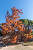 <center><center>Vaison-la-Romaine : le site de Puymin. </center></center>Le cyprès chauve.