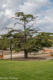 <center>Arles : Luma.</center>Bas Smets a tiré son inspiration des paysages uniques qui entourent Arles - la Camargue, la Crau et les Alpilles - et a utilisé leurs différentes logiques et stratégies pour ramener la végétation sur le site. Des arbres, des arbustes, des herbes et des couvre-sols ont été introduits à cette nouvelle topographie, créant un nouveau paysage sur le site. Plus de cinq cents nouveaux arbres de différentes tailles et espèces ont ainsi été plantés au Parc des Ateliers. Il s’agit d’espèces issues de la région méditerranéenne, notamment des tilleuls argentés (Tilia tomentosa), des chênes lièges (Quercus suber), des érables de Montpellier (Acer monspessulanum) et des cèdres de l’Atlas (Cedrus atlantica).