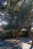 <center>Les Arcs sur Argens.</center>Le jardin des oliviers.
Qu’elles soient indigènes (le laurier rose ou l’olivier) ou envahissantes (le robinier, faux acacia originaire d’Amérique du Nord, ou le pittosporum tobira, venant d’Asie), les plantes présentes dans ce jardin se sont acclimatées à la Provence. Les feuilles ont un aspect luisant afin de réfléchir la lumière. Elles sont étroites, légèrement enroulées sur les bords, souvent pourvues de poils afin de retenir l’eau et de limiter l’évapotranspiration. Cela réduit également l’apport en CO2 et limite la photosynthèse ; certaines plantes méditerranéennes entrent en « repos estival » elles croissent peu en été.
