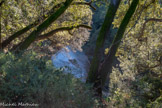 <center>Trans-en-Provence.</center>Qu’est-ce que c’est la ripisylve ? Simplement 2 mots d’origine latine associant rive (ripa) et bois (sylve). C’est donc la végétation naturelle bordant un milieu aquatique.
Cette ripisylve peut prendre différents aspects selon le rythme et les humeurs capricieuses de la rivière et du relief environnant. Ainsi la végétation s’adapte.et offre herbes, buissons ou arbres. Elle peut être coincée à l’étroit, comme ici devant nous, dans les gorges de Trans ou s’élargir en un petit corridor juste en aval du pont de La Motte, (là où se tenait une pisciculture il y a une trentaine d’années), jusqu’à des espaces plus vastes avec des prairies. Par le lien qu’elle maintient entre les paysages, la ripisylve facilite la biodiversité en permettant la circulation animale et végétale (graines).
Enfin, elle joue un rôle considérable comme filtre pour protéger la qualité de l’eau et le maintien des berges.