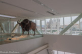 <center>BISON DES STEPPES</center>Bison priscus. Espèce disparue.
Cousin des espèces actuelles de bisons européens et américains, le bison des steppes a disparu depuis la fin de la dernière glaciation, il y a environ 9 000 ans.
C'est un des animaux les plus souvent dessinés ou gravés sur les parois des grottes ornées.