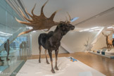 <center>MÉGACÉROS</center>Megaloceros giganteus. Espèce disparue.
Le mégacéros est un des plus grands cervidés ayant jamais existé. Il est surnommé « élan irlandais » à cause du grand nombre de restes trouvés dans les tourbières d'Irlande.
Pour la génétique, il est plus proche du daim que du cerf.
La bosse sur le dos et la ramure majestueuse permettent de reconnaître facilement les rares représentations de mégacéros.