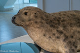 <center>PHOQUE MOINE DE MÉDITERRANÉE</center>Monachus monachus. Espèce en danger d’extinction.
Le phoque moine adulte pèse 300 kg.
C'est l'espèce de phoque la plus menacée au monde. Il n'en reste qu'un millier.
14 phoques ont été représentés dans la grotte Cosquer.
On n'en trouve pas dans les autres grottes préhistoriques.