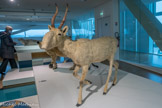 <center>SAÏGA</center>Espèce en danger critique d'extinction, survivant en Asie centrale.
De la famille des antilopes, la saïga se reconnaît grâce à ses cornes courbes et annelées et sa trompe nasale.
Ce gros nez est utile en hiver pour réchauffer l'air avant de l'inhaler. En été il filtre la poussière de la steppe et permet d'abaisser la température corporelle.
Les représentations de saïga sont très rares dans l'art préhistorique. Il y en a deux sur les parois de la grotte Cosquer.