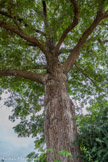 <center>Les serres d'Auteuil. </center>Ce ptérocarya de Chine. Planté en 1905, il est remarquable par son âge et par sa taille. De la famille des Juglandaccées, il est originaire de Chine. En 2011, cet arbre mesurait 30 m de hauteur, pour un tronc de 5,30 m de circonférence.