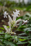 <center>Les serres d'Auteuil. </center>Whitfieldia elongata est une espèce de plantes herbacées à fleurs de la famille des Acanthaceae originaire d'Afrique tropicale.