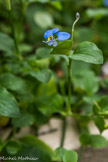 <center>Les serres d'Auteuil. </center>Commelina benghalensis est à l’origine une espèce de l’Ancien Monde et s’est naturalisée dans les Amériques et à Hawaï. On le trouve dans toute l’Afrique tropicale du Cap-Vert et du Sénégal à l’Ethiopie et au sud jusqu’à l’Afrique du Sud ; on le trouve aussi à Madagascar et dans les îles Mascareignes.