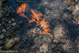 <center>La Fontaine Ardente. </center>