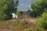 <center>Salin des Pesquiers. </center> 
Grande aigrette.