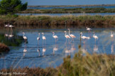 <center>Salin des Pesquiers. </center> Flamants roses. Leur couleur vient des pigments caroténoïdes présents dans les algues et les crustacés qu'ils consomment.