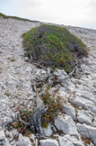 <center>Île du Riou.</center>Arbre couché au sol par le vent.