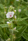 <center>Milly la Forêt.</center>Guimauve officinale.