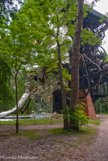 <center>Le cyclop.</center>Le Cyclop est né de la volonté de Jean Tinguely de créer une construction hors normes, à l'échelle d'une architecture, un ensemble gigantesque, interactif, rassemblant des domaines artistiques variés. Les travaux débutèrent en 1969, exigeant dix ans de labeur pour ériger la structure et quinze années supplémentaires avant que soient mises en place les contributions de chacun. Jean Tinguely et Niki de Saint Phalle financèrent l'ensemble. En 1987, pour assurer la protection et la conservation, ils décidèrent de donner Le Cyclop à l'Etat français. Le Cyclop fut déclaré achevé et inauguré en 1994, trois ans après la mort de Jean Tinguely.