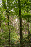 <center>Forêt de Fontainebleau. </center>