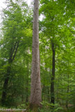 <center>Forêt de Fontainebleau. </center>