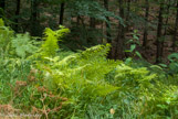 <center>Forêt de Fontainebleau. </center>Fougère Grande Fronde.