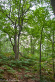<center>Forêt de Fontainebleau. </center>