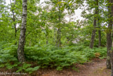 <center>Forêt de Fontainebleau. </center>