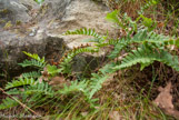 <center>Forêt de Fontainebleau. </center>Polypodium vulgaire.
