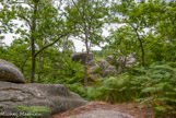<center>Forêt de Fontainebleau. </center>