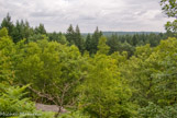 <center>Forêt de Fontainebleau. </center>