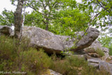 <center>Forêt de Fontainebleau. </center>