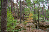 <center>Forêt de Fontainebleau. </center>