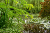 <center>Claude Monet à Giverny. </center>