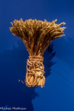 <center>Gerbe de blé.</center>21e siècle. Matière végétale. Mucem. <br> La première ou la dernière gerbe font souvent l’objet de cérémonies qui viennent attester la fin d’un cycle agricole à la main ou à la faucille dentée, tenue dans l’Anti-Atlas par les femmes qui coupent la moisson et désacralisent ainsi le champ. Une fois la moisson récoltée, malgré les obstacles climatiques ou les ravageurs, et une fois les rituels observés, il faut encore préserver les semences dans des greniers collectifs dédiés, à l’intérieur de coffres en bois et de jarres. Jamais, il ne faudra toucher à la semence, sacrée, qui permettra d’attendre d’autres récoltes dans le cycle habituel de la vie agraire.