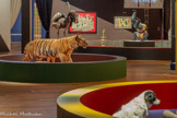 <center>Les animaux</center>Pereszvone dans « Les Frères Karamazov » de Dostoïevski - Avignon 2016. <br> Tigre du Muséum d’Histoire naturelle d’Aix-en-Provence dans « Trouble fête » au Musée des tapisseries et au TNP Villeurbanne. <br> Autruches dans « Les Âmes offensées » - La Criée 2020 ; « C’est pas tout à fait la vie dont j’avais rêvé » film de Michel Piccoli .