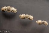 <center>Boucles de ceinture de mariage</center>1900-1950. Macédoine Argent doré, nacre gravée.
Collection du muséum national d'histoire naturelle.