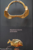 <center></center>Mâchoire de requin
20e siècle
Os, matériau d’origine animale, ivoire. <br>
Piranha naturalisé
20e siècle
Matériau d’origine animale, verre, fer, bois