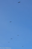 <center>La Rhune. </center>Des rapaces : vautours, aigles royaux.