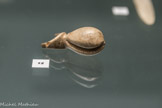 Musée d'Aquitaine. <br> Pendeloque représentant un fossile de Cyprée Aurignacien ou gravettien Ivoire.