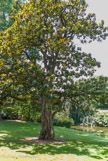 <center>Jardin des plantes. </center> Magnolia à grandes fleurs. C’est le plus vieil arbre du jardin des plantes. Sa circonférence est de 2,30 m et sa hauteur de 15 m. Il a été planté en 1807 par Hectot (directeur entre 1803 et 1821), l’arbre avait 20 ans.