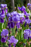 <center>Le château Laurens</center>Les iris.