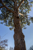 <center>Domaine de Rieussec</center> Les arbres de haute futaie ont actuellement trois siècles et constituent la structure de l'ensemble boisé. Il y a des pins pignons,des abiés pinsapos, plantés par trois, en référence à coutume religieuse liée à la Saint Trinité, des hêtres, des frênes, des ormes