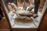 <center>Muséum d’Histoire Naturellei.</center>Albatros hurleur.