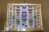 <center>Muséum d’Histoire Naturellei.</center>Cadre Arago.
XIXème siècle.
Provenance des spécimens : Amérique du Sud.
Spécimens collectés entre 1817 et 1820. Cette collection de Lépidoptères a été offerte à Dominique François Arago par son frère Jacques, grand voyageur, qui effectua le tour du monde avec la Mission de Freycinet, de 1817 à 1820, à bord des frégates l'Uranie et la Physicienne.
Les sept colonnes de spécimens qui composent le cadre Arago présentent un ensemble issu de neuf familles de Lépidoptères : Les Brassolidae, les Morphidae, les Danaïdae, les Heliconiidae, les Ithomiidae; les Papilionidae, les Pieridae, les Nymphalidae et les Lycaenidae.